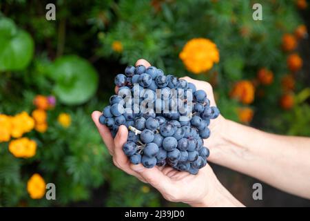 Gros plan des mains de femmes d'un vigneteur ou d'un viticulteur tenant un bouquet de vendanges. Banque D'Images