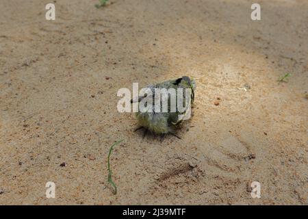 Un bébé orphelin et malade oiseau assis sur le plancher de sable Banque D'Images