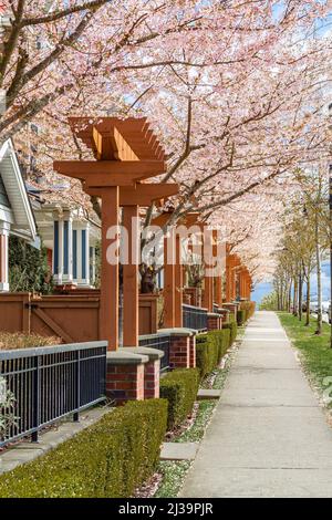 Vue pittoresque de printemps d'un sentier de jardin sinueux bordé de magnifiques cerisiers à Blossom. Photo de rue, personne, mise au point sélective Banque D'Images