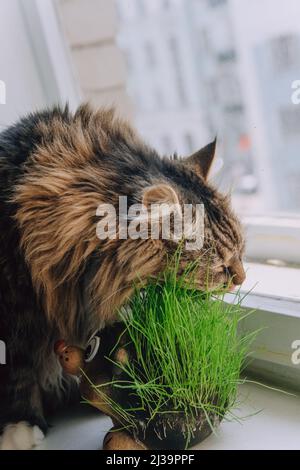 Un joli chat de Sibérie au gingembre mange de l'herbe verte fraîche Banque D'Images