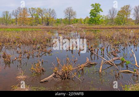 Freshwater Pond avec un Beaver House sur Ridge Pond au parc national de Presque Isle en Pennsylvanie Banque D'Images