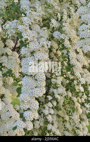 Guirlande à fleurs spirea x cinerea 'Grefsheim' clusters, blanc brillant fleurs motif arrière-plan, grand détail vertical décidus rosaceae Banque D'Images