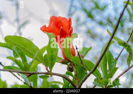 Pomegranet Blossom et feuilles Banque D'Images