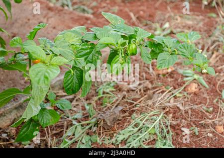 Fruits sur Scratch Bonnet Pepper Branch Banque D'Images