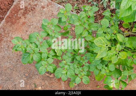 Branche de Scotch Bonnet Pepper Banque D'Images