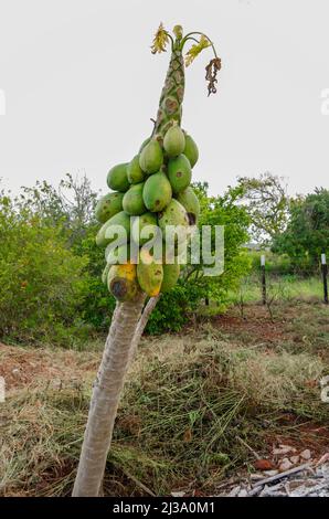 Advance Papaya Bunchy Top Disease en Jamaïque Banque D'Images