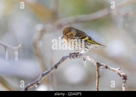 PIN Siskin, Spinus pinus, après une pluie verglaçante au Michigan, aux États-Unis Banque D'Images