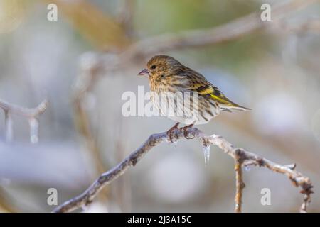 PIN Siskin, Spinus pinus, après une pluie verglaçante au Michigan, aux États-Unis Banque D'Images