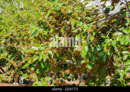 Branches avec fruits StarApple Banque D'Images