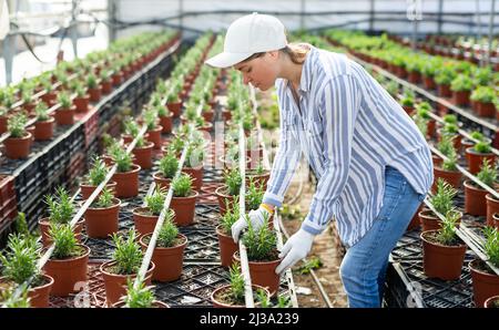 Horticulteur féminin entretenant le jardin dans la serre Banque D'Images