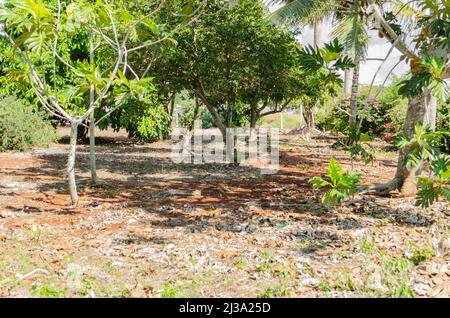 Arbre Sweetsop Banque D'Images
