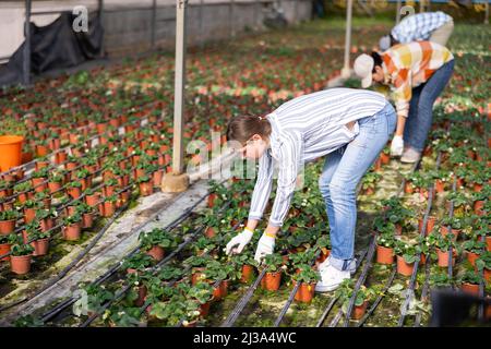 Femme jardinier prenant soin des plantes en serre Banque D'Images