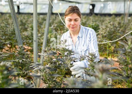 Femme jardinier prenant soin des plantes en serre Banque D'Images