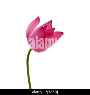 Belle fleur rose de lotus isolée sur fond blanc Banque D'Images