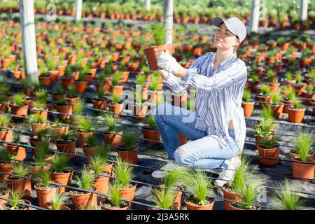 Horticulteur féminin entretenant le jardin dans la serre Banque D'Images