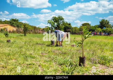 Une femme plante un manguier, un citronnier et une ficus dans son jardin au Paraguay. Banque D'Images