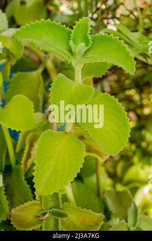 Thyme à feuille épaisse Banque D'Images