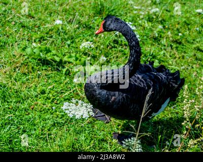 Cygne noir marchant sur l'herbe un jour d'été Banque D'Images