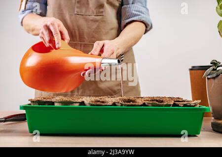 Femme arrosant les semences plantées. Processus de préparation des semis prépendés pour la nouvelle saison. Concept de jardinage à la maison. Vie domestique et passe-temps. Banque D'Images