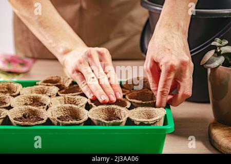 Les mains des femelles préparent des pots de tourbe avec du sol pour la plantation de semences. Processus de préparation des semis prépendés pour la nouvelle saison. Concept de jardinage à la maison. À faire Banque D'Images