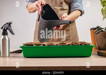 Femme arrosant les semences plantées. Processus de préparation des semis prépendés pour la nouvelle saison. Concept de jardinage à la maison. Vie domestique et passe-temps. Banque D'Images