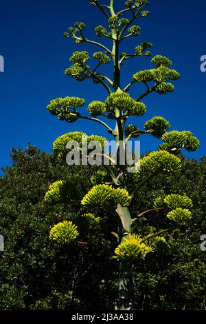 Floraison agave connu aussi sous le nom d'agave mort fleurir avec des fleurs en haut contre le ciel bleu Banque D'Images