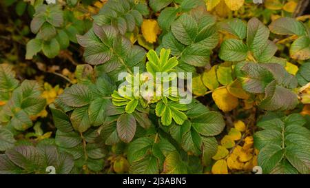 Une pousse verte de briar de rosier avec un bourgeon de fleur fermé sur un fond de feuilles de rosier sauvages. Banque D'Images