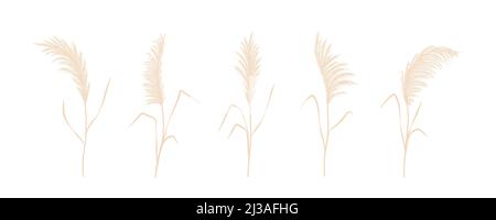 Récolte d'herbe de pampas sec. Ensemble de cortaderia dans le style boho. Fleurs séchées vectorielles isolées sur fond blanc. Design tendance pour mariage Illustration de Vecteur