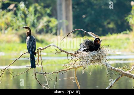 Un dard africain (Anhinga rufa) ou une paire d'oiseaux de l'oiseau-nain dans la nature perchée sur une branche et une autre assise sur un nid à Hazyview, en Afrique du Sud Banque D'Images