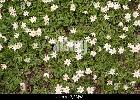 gros plan d'anémones en bois à fleurs blanches qui poussent comme un tapis sur le plancher de la forêt Banque D'Images