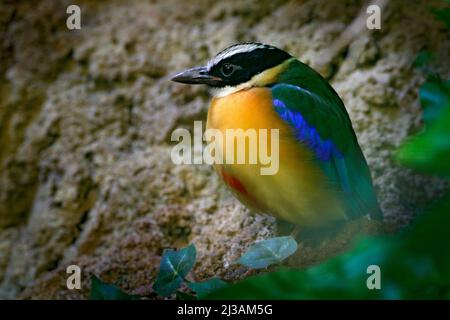 Pitta à ailes bleues, Pitta moluccensis, dans un magnifique habitat naturel, Indonésie. Oiseau rare dans la végétation verte. Animal d'Asie. Pitta assis sur le TH Banque D'Images