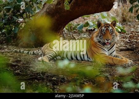 Tigre ponçant dans une végétation verte. Asie sauvage. Tigre indien mâle avec première pluie, animal sauvage dans l'habitat naturel, Ranthambore, Inde. Gros chat, tête Banque D'Images