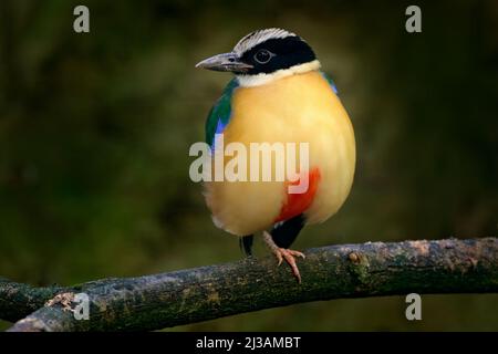 Pitta à ailes bleues, Pitta moluccensis, dans un magnifique habitat naturel, Indonésie. Oiseau rare dans la végétation verte. Animal d'Asie. Pitta assis sur le TH Banque D'Images