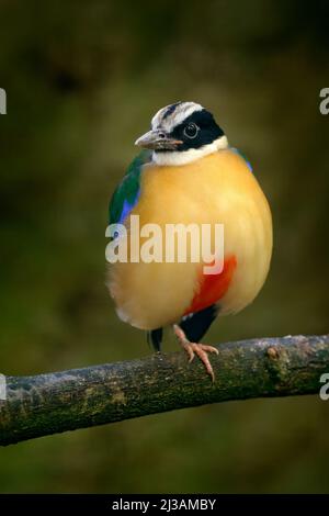 Pitta à ailes bleues, Pitta moluccensis, dans un magnifique habitat naturel, Indonésie. Oiseau rare dans la végétation verte. Animal d'Asie. Pitta assis sur le TH Banque D'Images