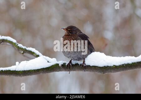 Oiseau noir oiseau noir commun, Turdus merula, assis sur la branche avec de la neige. Hiver froid en Europe. Neige sur la branche de l'arbre Banque D'Images