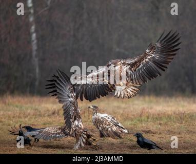 Aigle à queue blanche (Haliaeetus albicilla) en combat aérien, Pologne Banque D'Images