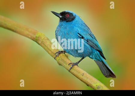 Perceur de fleurs masqué, Diglossa cyanoa, oiseau tropique bleu à tête noire, animal dans l'habitat naturel, fond vert, Equateur. Scène de la faune de Banque D'Images