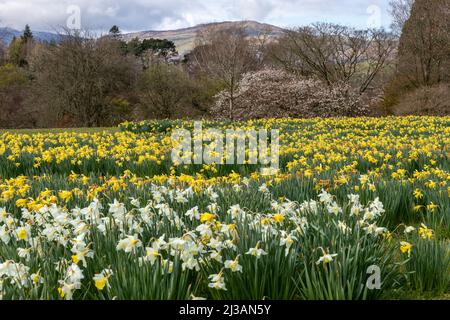 Tapis de jonquilles au printemps Banque D'Images