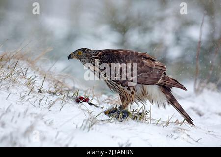 Oiseau de proie Goshawk tuer oiseau et assis sur la prairie de neige avec des ailes ouvertes, forêt enneigée floue en arrière-plan. Scène de la faune d'Allemagne nature. Banque D'Images