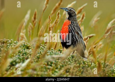 Meadowlark à queue longue, Sturnella loyca falklandica, île Saunders, îles Falkland. Scène sauvage de la nature. Oiseau rouge dans l'herbe. Banque D'Images