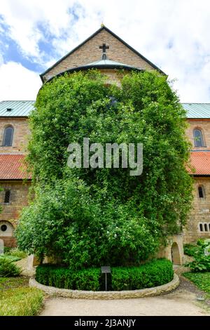 Rosebush de 1000 ans, Mariendom, Domhof, Hildesheim, Basse-Saxe, Allemagne Banque D'Images