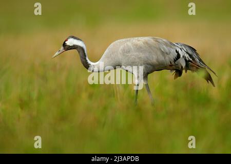 Grue commune, Grus Grus, gros oiseau dans l'habitat naturel, Lac Hornborga, Suède. Grue dans l'herbe verte. Scène sauvage d'Europe. Oiseau gris avec Banque D'Images
