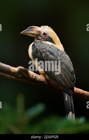 Luzon Hornbill, Penelopides manillae, dans un habitat naturel. Rare oiseau exotique détail portrait des yeux. Grand œil rouge. Belle jungle charme, scène de la faune Banque D'Images