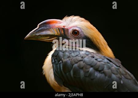 Luzon Hornbill, Penelopides manillae, dans un habitat naturel. Rare oiseau exotique détail portrait des yeux. Portrait détaillé. Belle jungle charme, faune sc Banque D'Images