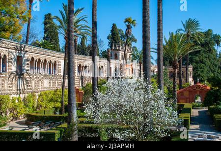 Les beaux jardins de l'Alcazar Séville Espagne Banque D'Images