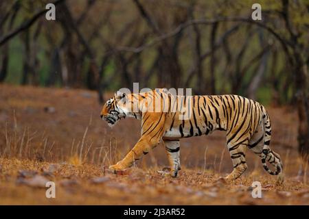 Tigre marchant sur la route de gravier. Femelle tigre indien avec première pluie, animal sauvage dans l'habitat naturel, Ranthambore, Inde. Grand chat, anim en voie de disparition Banque D'Images