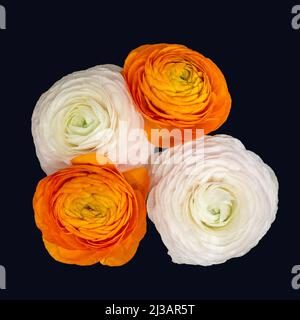 Deux paires de fleurs en butterbutterbull blanc orange et rose, beaux-arts STILL Life table vue sur fond noir Banque D'Images