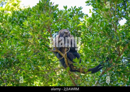 Hurler noir mexicain guatémaltèque (Alouatta Pigra), jungle tropicale, Chiapas, Mexique Banque D'Images