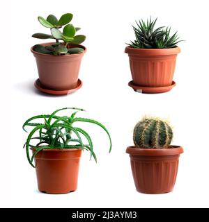 ensemble de collecte de différentes plantes de maison dans la cuve à fleurs isolée sur un fond blanc Banque D'Images