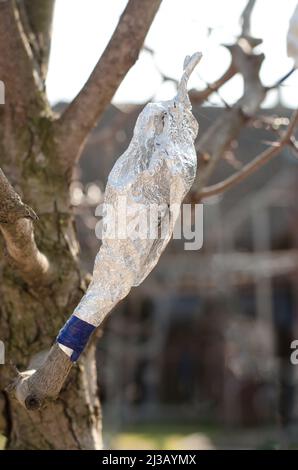 Greffe d'arbres au printemps. Une coupe greffée sur un aubépine est enveloppée dans du papier d'aluminium. Concept de jardinage Banque D'Images